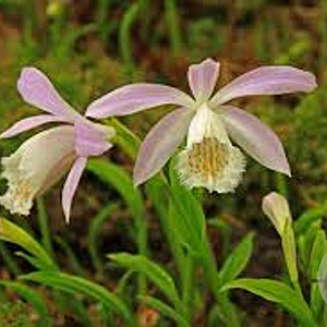 Pleione formosana GM volle grond