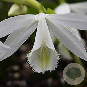 Pleione formosana 'Alba' GM volle grond