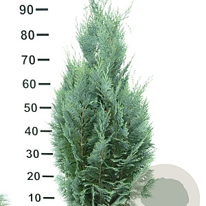 Chamaecyparis l. 'Columnaris' 80-100 cm met kluit