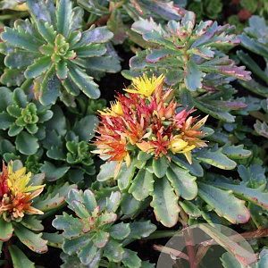 Sedum flor. 'Weihenstephaner Gold' GM P9