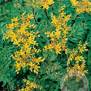 Sedum flor. 'Weihenstephaner Gold' GM P9