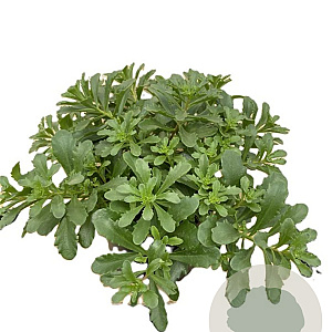 Sedum flor. 'Weihenstephaner Gold' GM P9