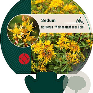 Sedum flor. 'Weihenstephaner Gold' GM P9