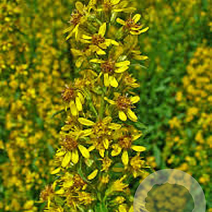 Solidago virgaurea GM P9