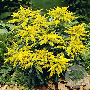 Solidago virgaurea GM P9