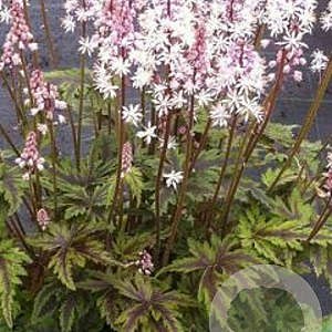 Tiarella c. 'Dunvegan' GM P9