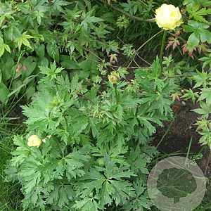 Trollius 'Alabaster' GM P9