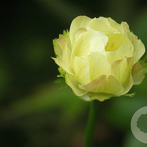 Trollius 'Alabaster' GM P9