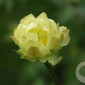 Trollius 'Alabaster' GM P9