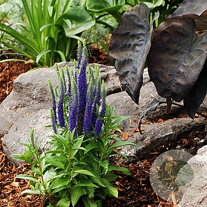 Veronica 'Blue Indigo' GM P9