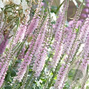 Veronica 'Pink Damask' GM P9