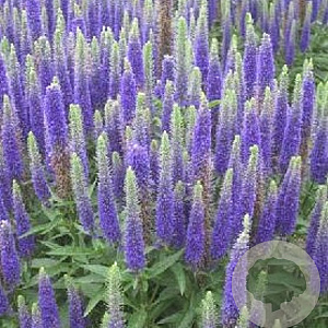 Veronica spic. Royal Candles GM P9