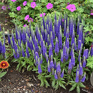 Veronica spic. Royal Candles GM P9