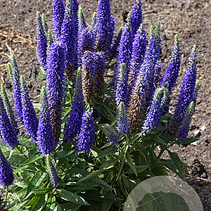 Veronica spic. Royal Candles GM P9