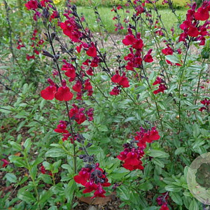 Salvia micr. 'Rouge Bordeaux' GM P9