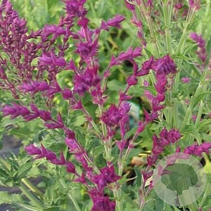 Salvia nem. 'Schwellenburg' GM P9