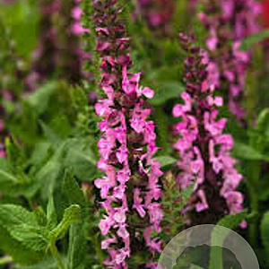 Salvia nem. 'Sensation Rose' GM P9