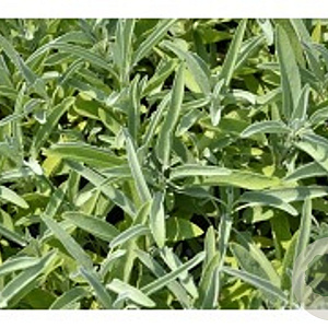 Salvia off. 'Garden Grey' GM P9