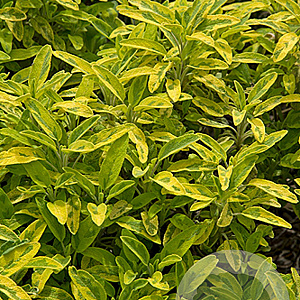 Salvia off. 'Icterina' GM P9