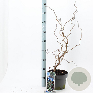 Corylus 'Red Majestic' 60-70 cm 5,0L