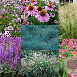 najaarsmix vaste planten GM P9