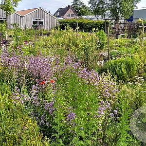 natuurlijke vaste planten GM P9