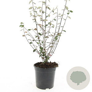 Cotoneaster franchetii GM C1.3