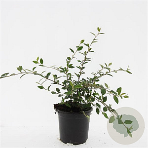 Cotoneaster lacteus GM C1.3