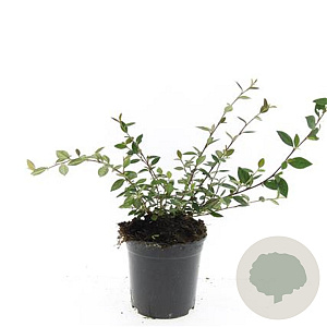 Cotoneaster lacteus GM C1.3