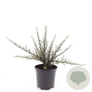 Cotoneaster microphyllus GM C1.3