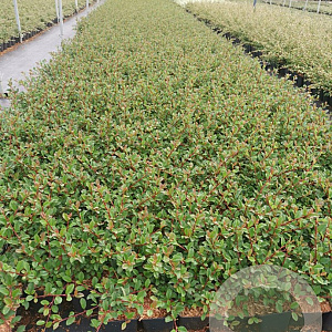 Cotoneaster radicans 'Eichholz' GM P9