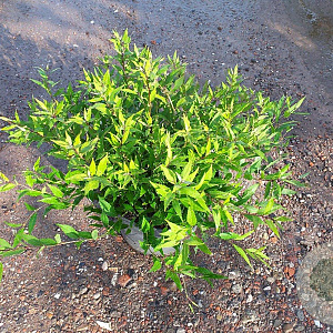 Deutzia gracilis 'Nikko' 40-50 cm 10L