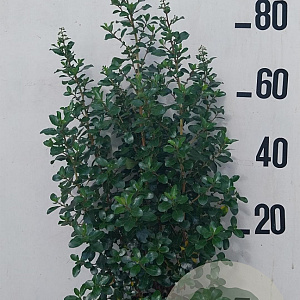 Escallonia 'Iveyi' 60-80 cm 10L