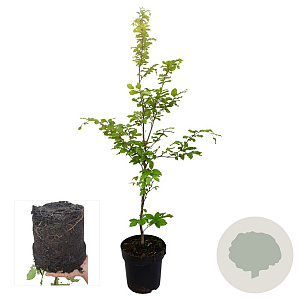 Fagus sylvatica 100-125 cm 4,5L