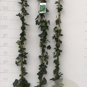 Hedera hibernica 125-150 cm 2,0L
