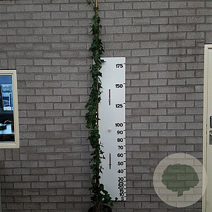 Hedera hibernica 225-250 cm 10L 8-12 tak