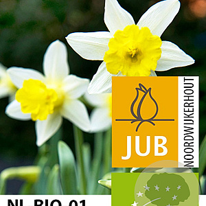 Narcissus Topolino 10-12 mm verpakt per 100