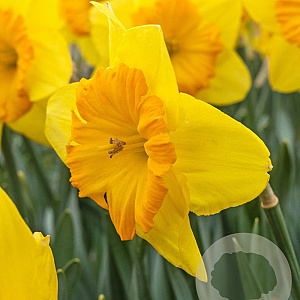Narcissus Pride of Lions 12-14 cm verpakt per 10