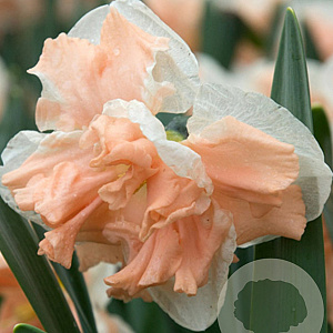 Narcissus Apricot Whirl 12-14 cm verpakt per 10