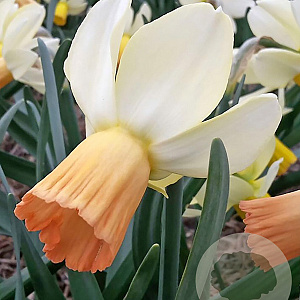 Narcissus Carice 12-14 cm verpakt per 10