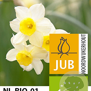 Narcissus Minnow 12-14 cm verpakt per 10
