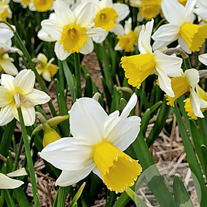 Narcissus Pre Party 12-14 cm verpakt per 10
