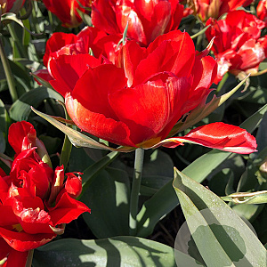 Tulipa Love Valley 12 cm verpakt per 100