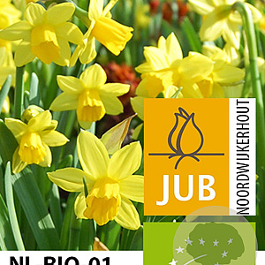 Narcissus tête-á-tête 12-14 cm verpakt per 10