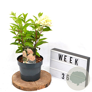 Hydrangea pan. 'Silver Dollar' 40-60 cm 3,0L