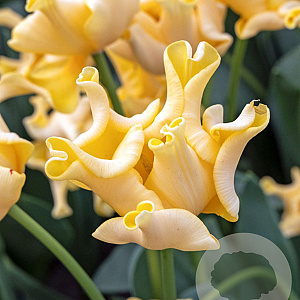 Tulipa Yellow Crown 12 cm verpakt per 100