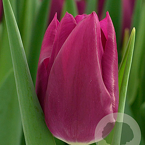Tulipa Embrace 12 cm verpakt per 100