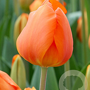 Tulipa Lighting Sun 12 cm verpakt per 100