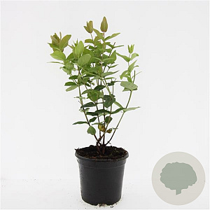 Hypericum androsaemum GM C1.3