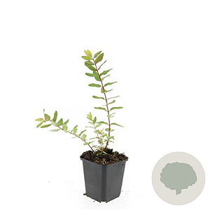 Hypericum dummeri 'Peter Dummer' GM P9